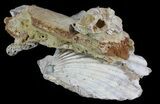 Multiple Fossil Pectin (Chesapecten) and Bone - Virginia #66396-2